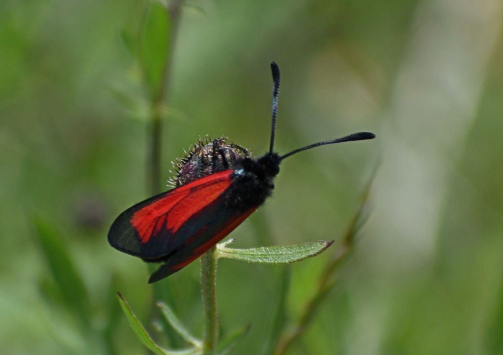 Zygaena (Mesembrynus) purpuralis